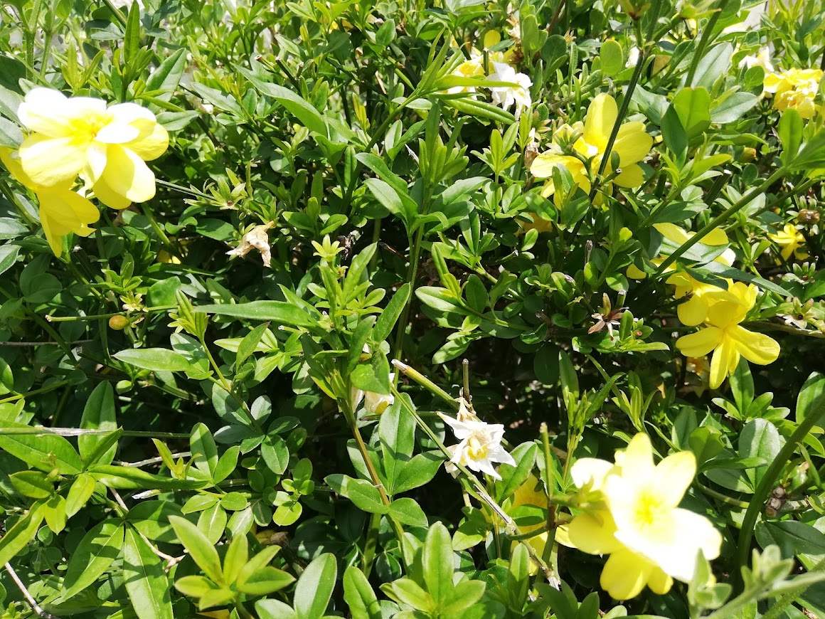 capri flowers