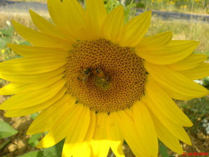 tuscany sunflower image, tuscany photo