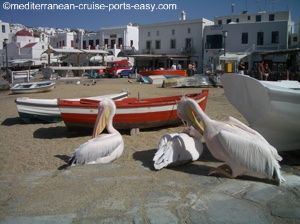 pelicans mykonos photos, mykonos attractions