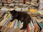 Venice cat in a bookstore