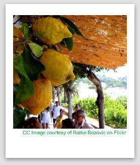 capri lemoncello, capri lemons image